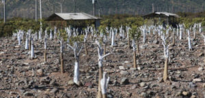 Chile registra hasta 80% de déficit de lluvia en julio