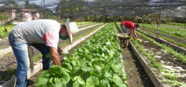 Argentina y Cuba acuerdan cooperación agropecuaria