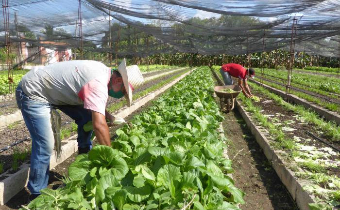 Argentina y Cuba acuerdan cooperación agropecuaria