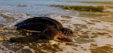 Todasana, un paraíso venezolano en extinción para las tortugas marinas