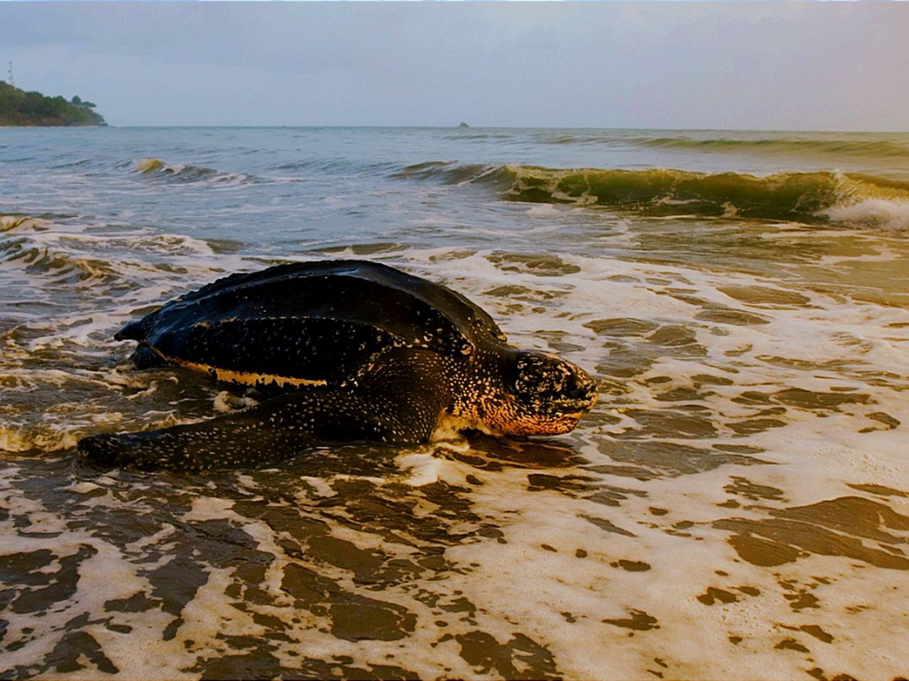 Todasana, un paraíso venezolano en extinción para las tortugas marinas